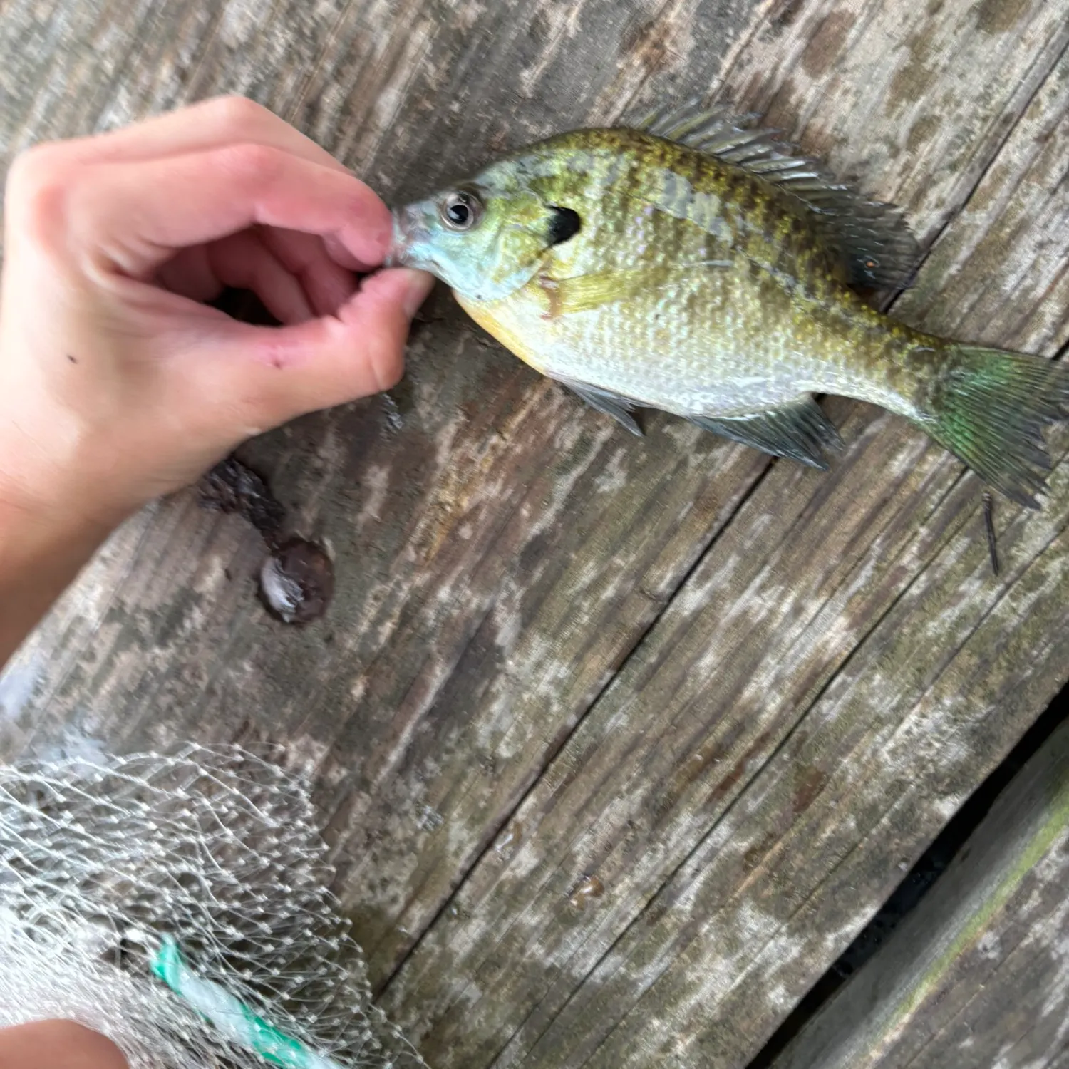 catch