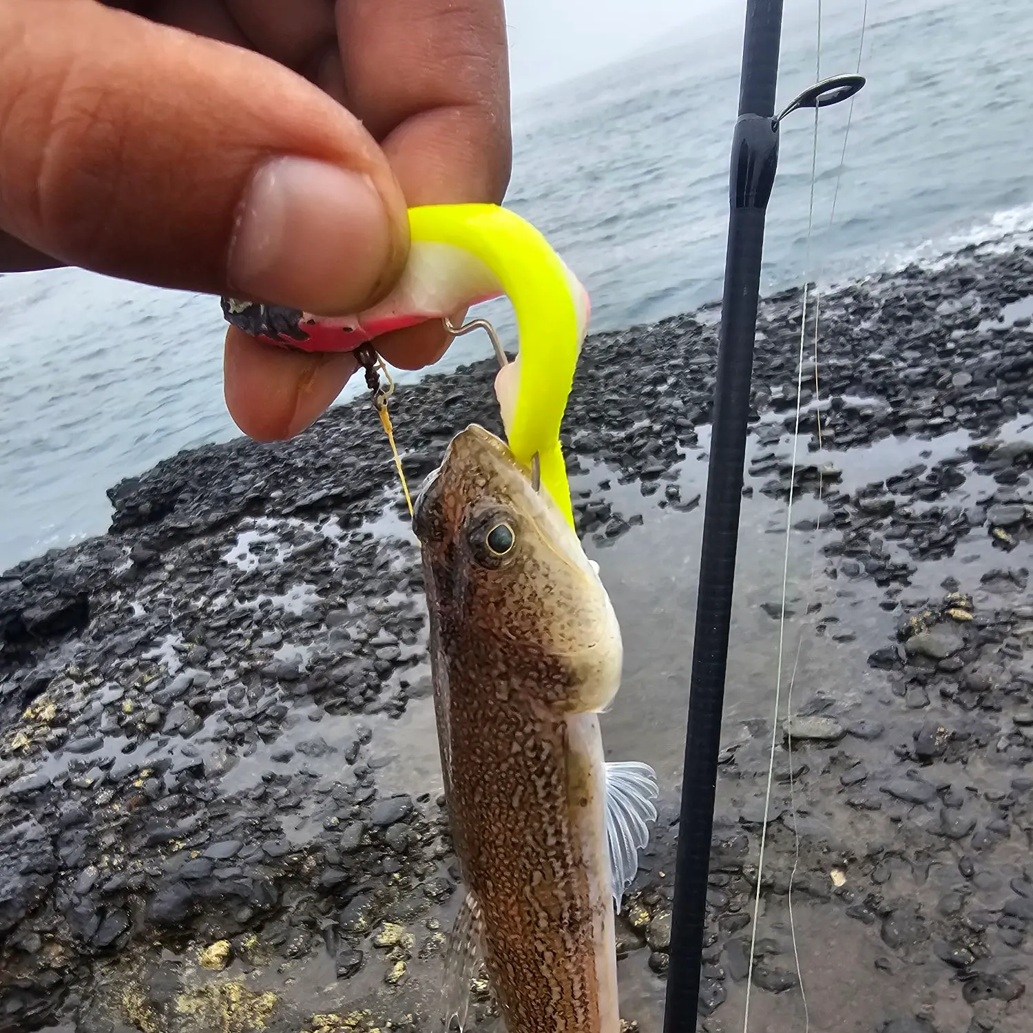 The most recent Atlantic lizardfish catches on Fishbrain