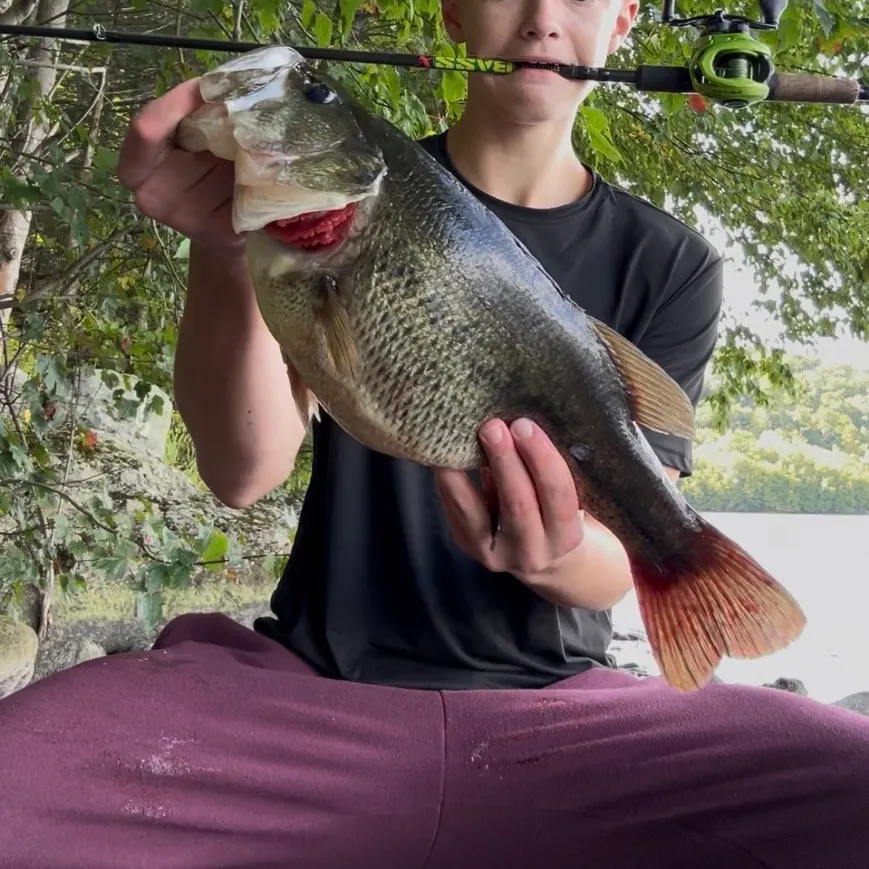 Largemouth bass caught on Fishbrain