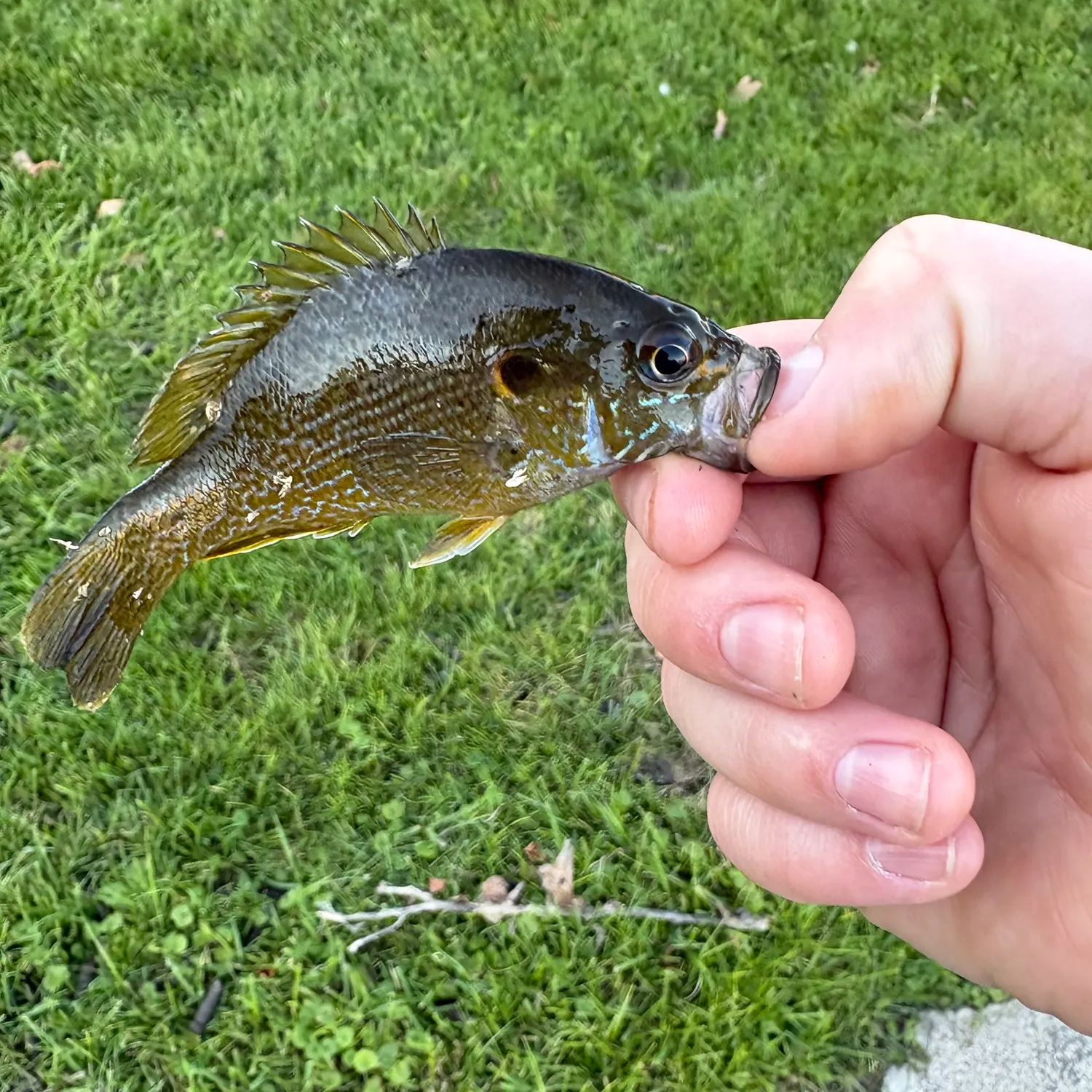 Green sunfish caught on Fishbrain