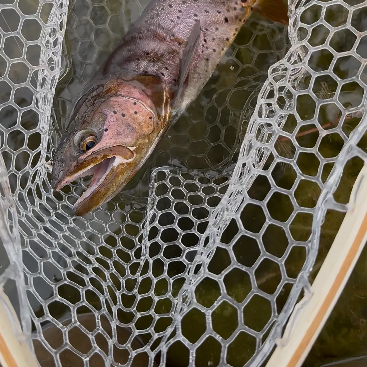 Bear River cutthroat trout caught on Fishbrain