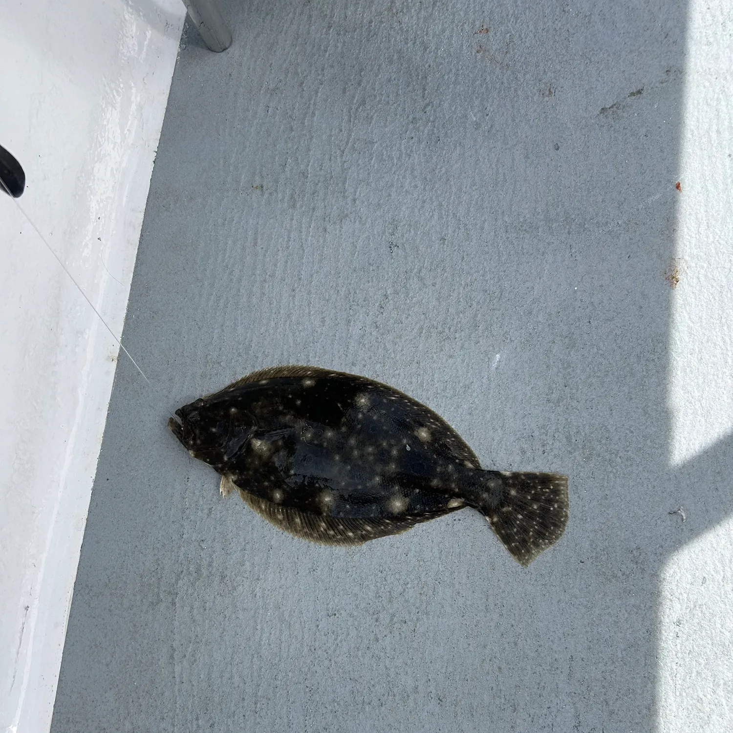 Summer flounder caught on Fishbrain