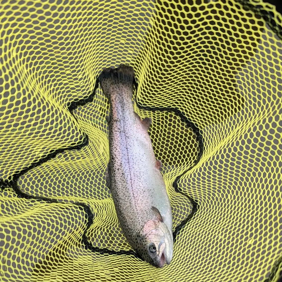 Rainbow trout caught on Fishbrain