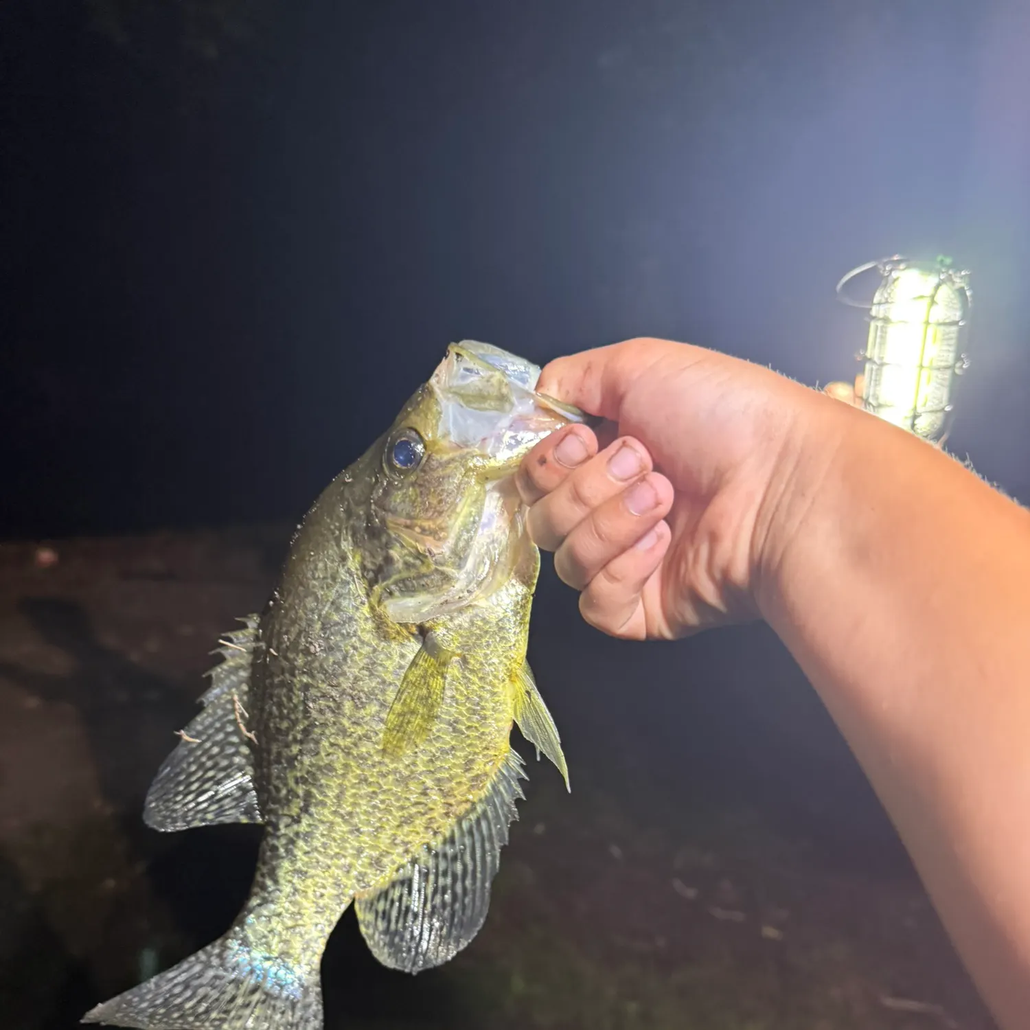 Black crappie caught on Fishbrain