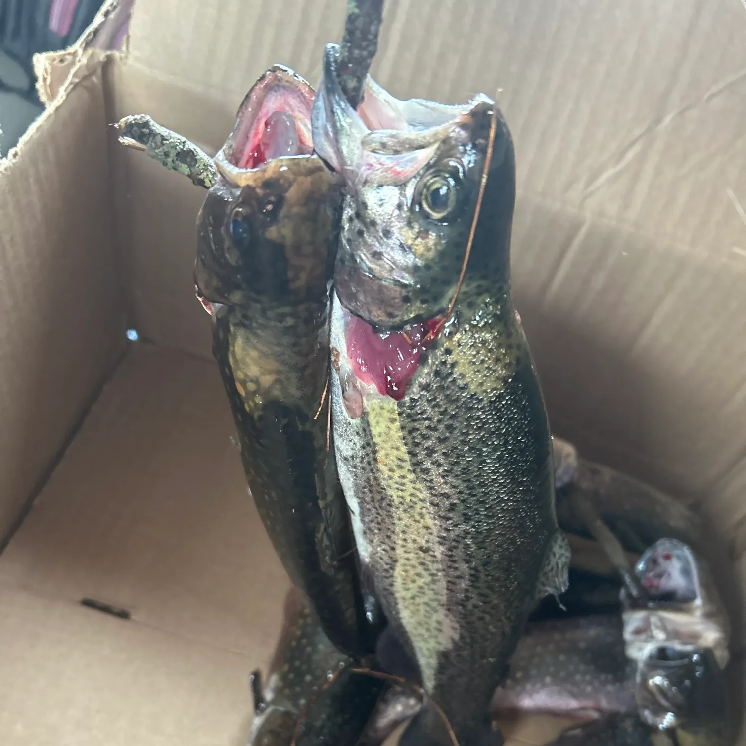 recently logged catches