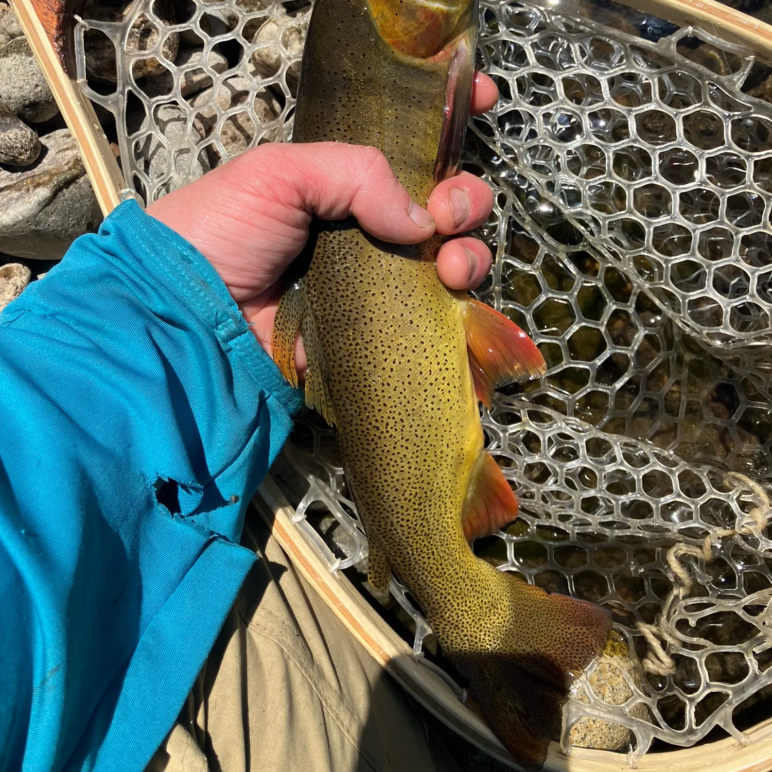 The most recent Snake River fine-spotted cutthroat trout catches on Fishbrain