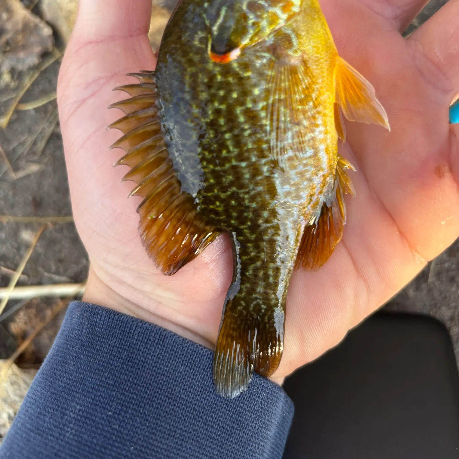 Pumpkinseed caught on Fishbrain