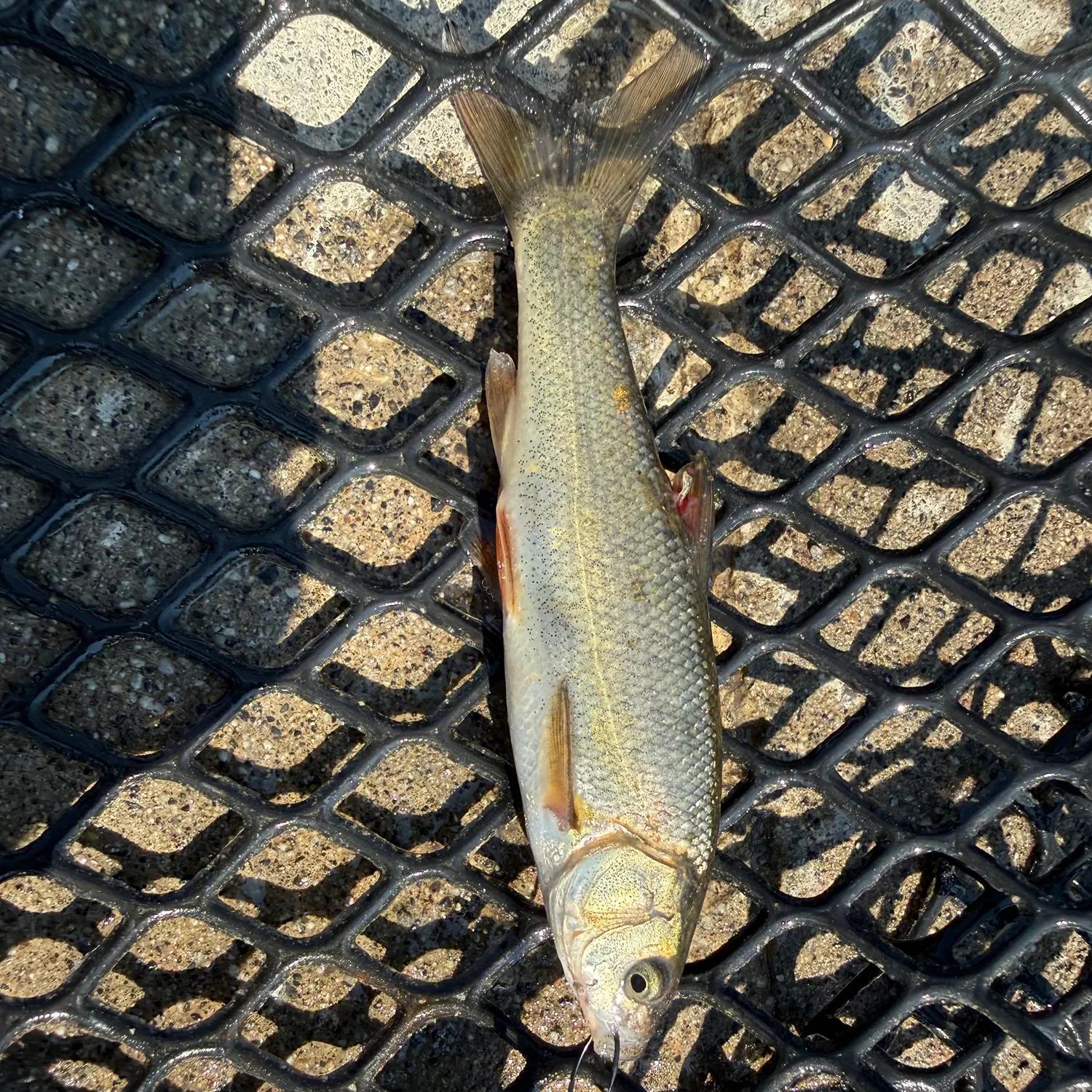 The most recent Tui chub catches on Fishbrain