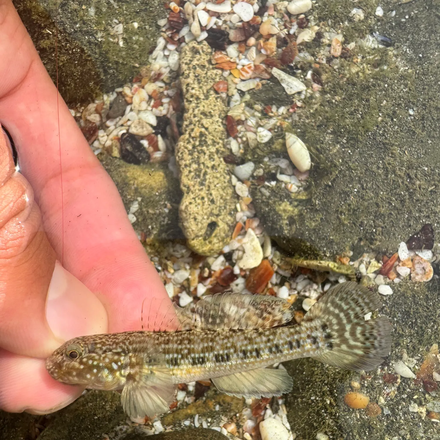 The most recent Panamic frillfin catches on Fishbrain