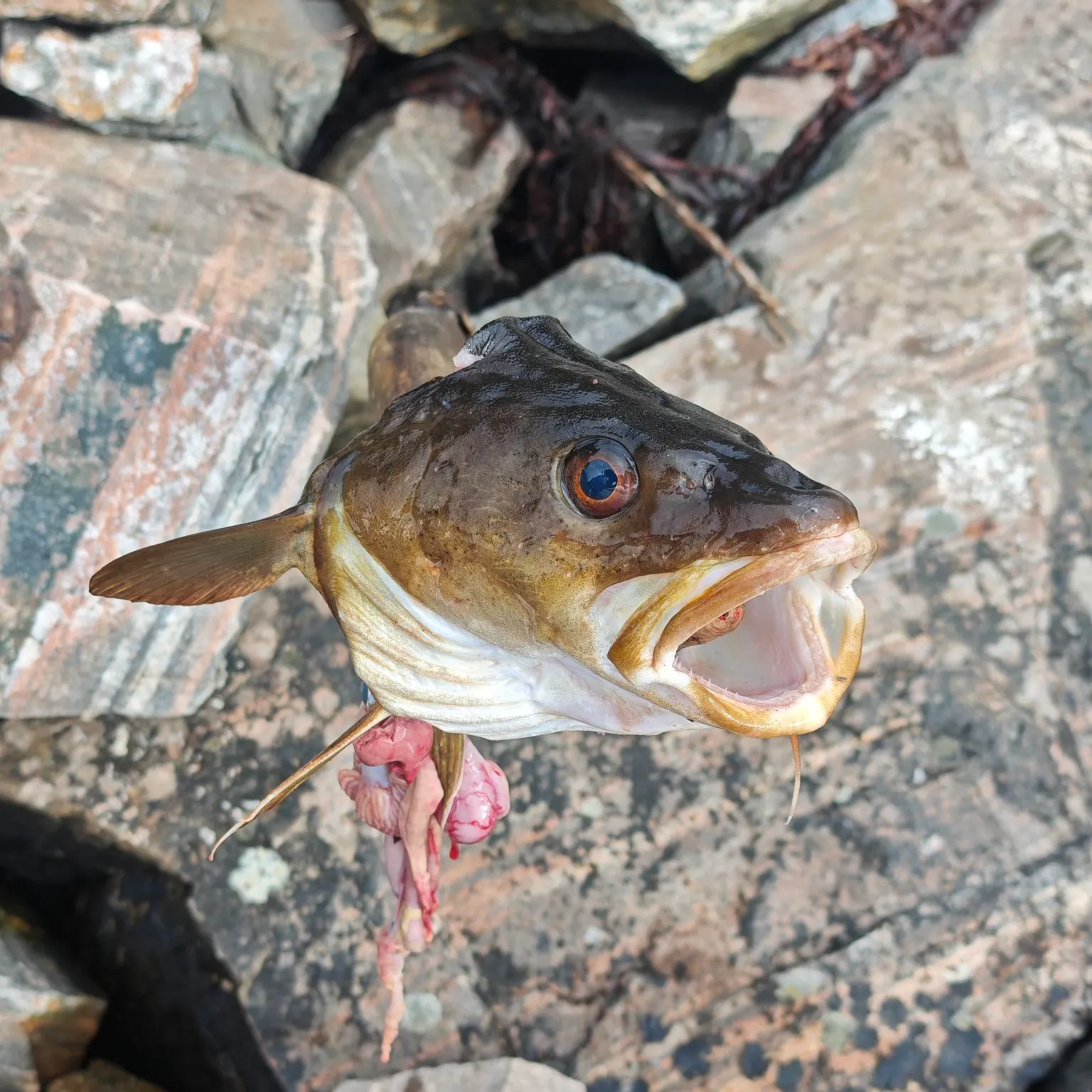 Atlantic cod caught on Fishbrain