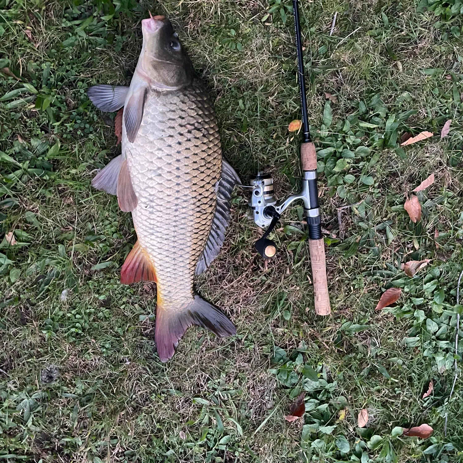 Common carp caught on Fishbrain