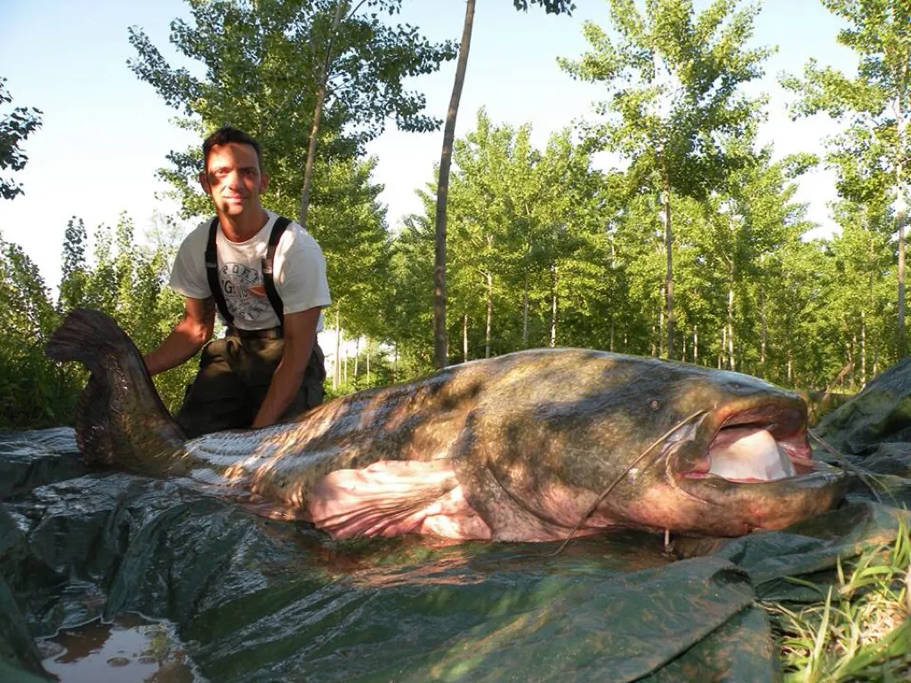 Wels catfish