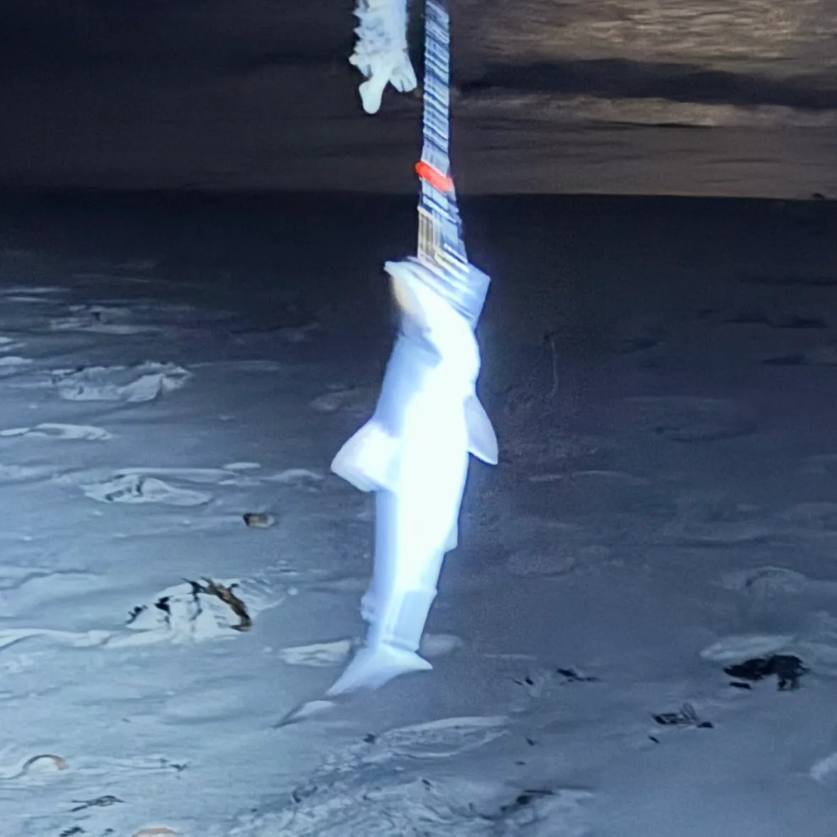 The most recent Bonnethead shark catches on Fishbrain