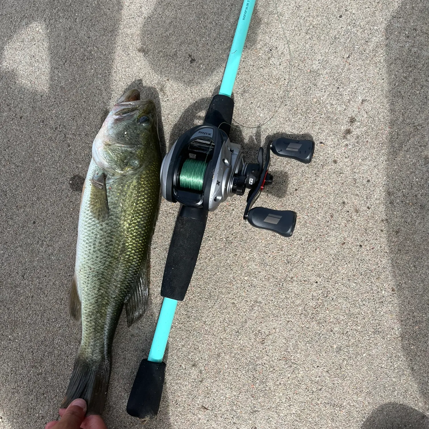 Largemouth bass caught on Fishbrain