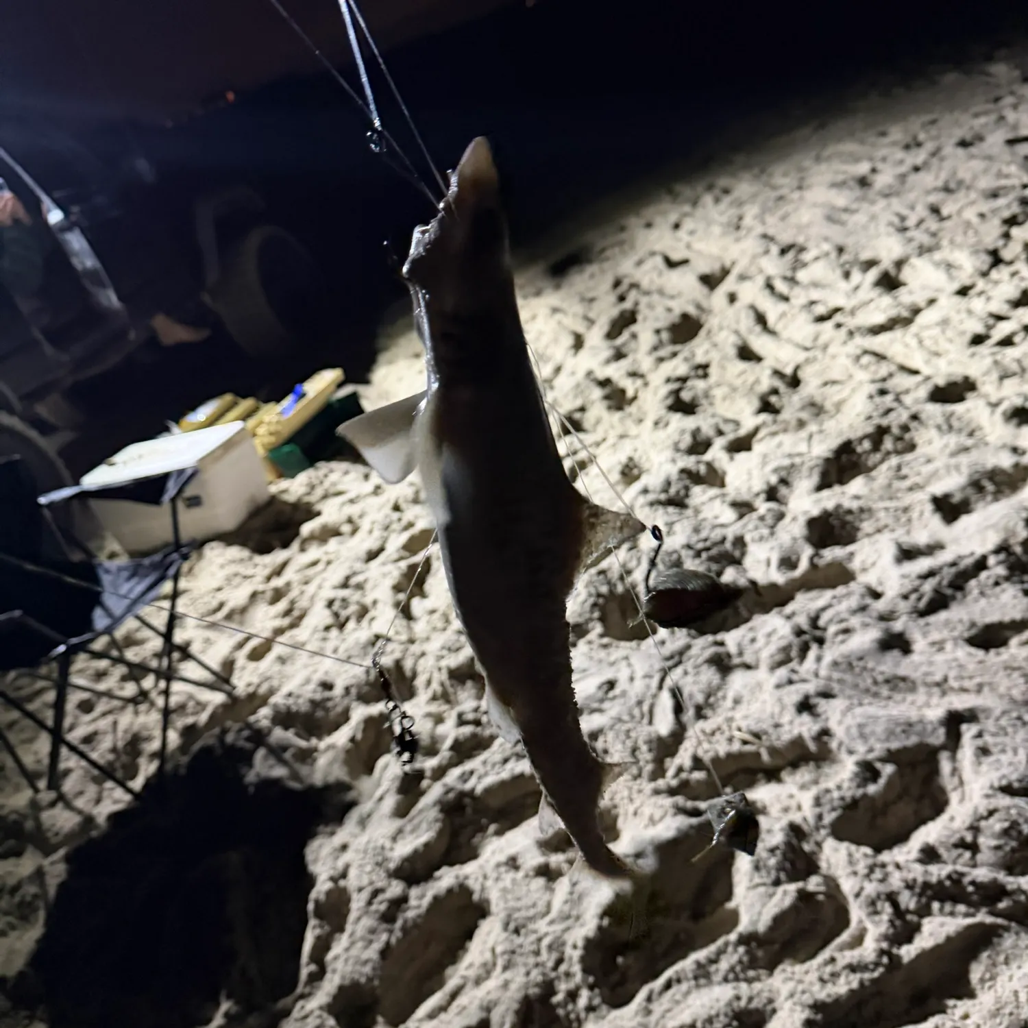 Dusky smooth-hound caught on Fishbrain