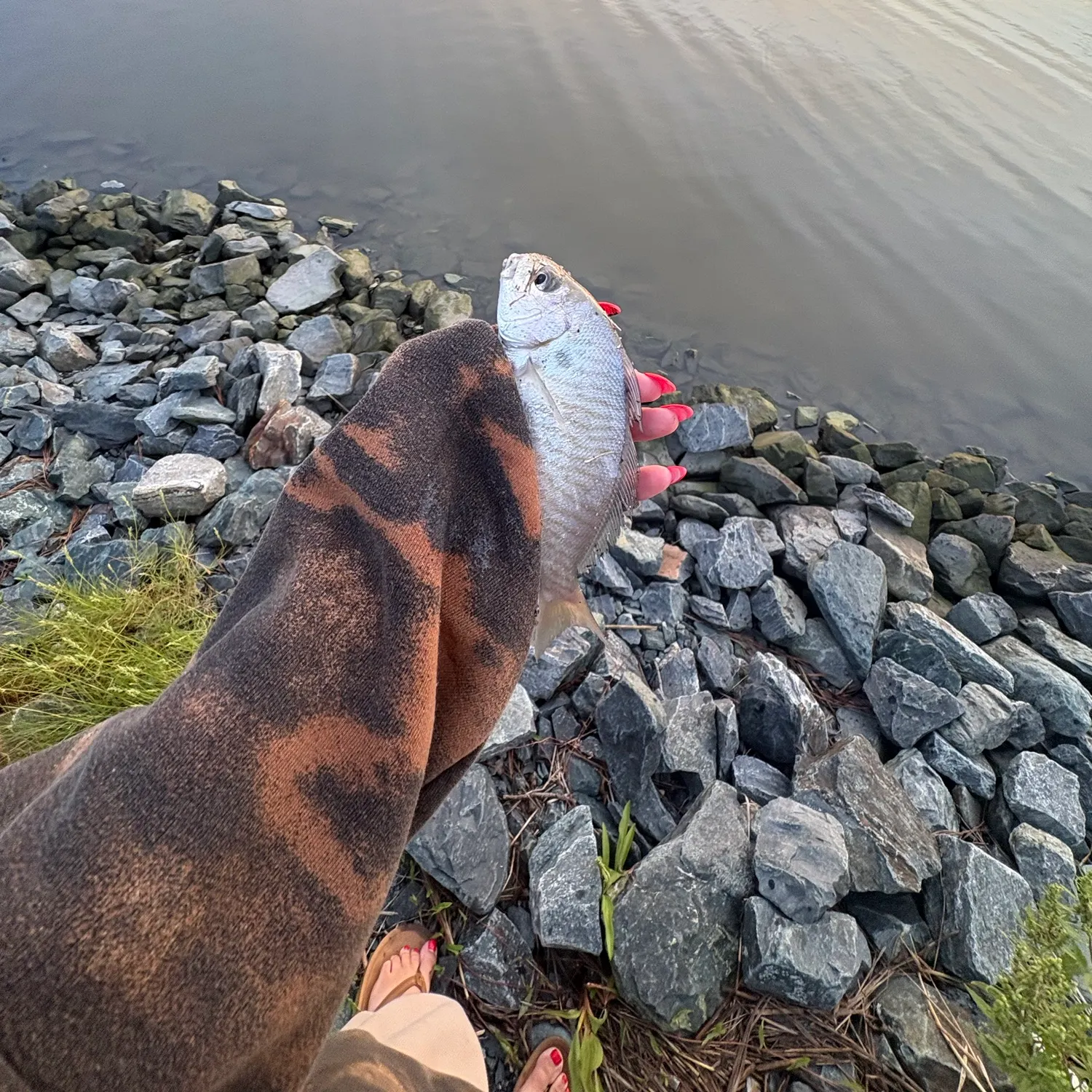 Spot croaker caught on Fishbrain