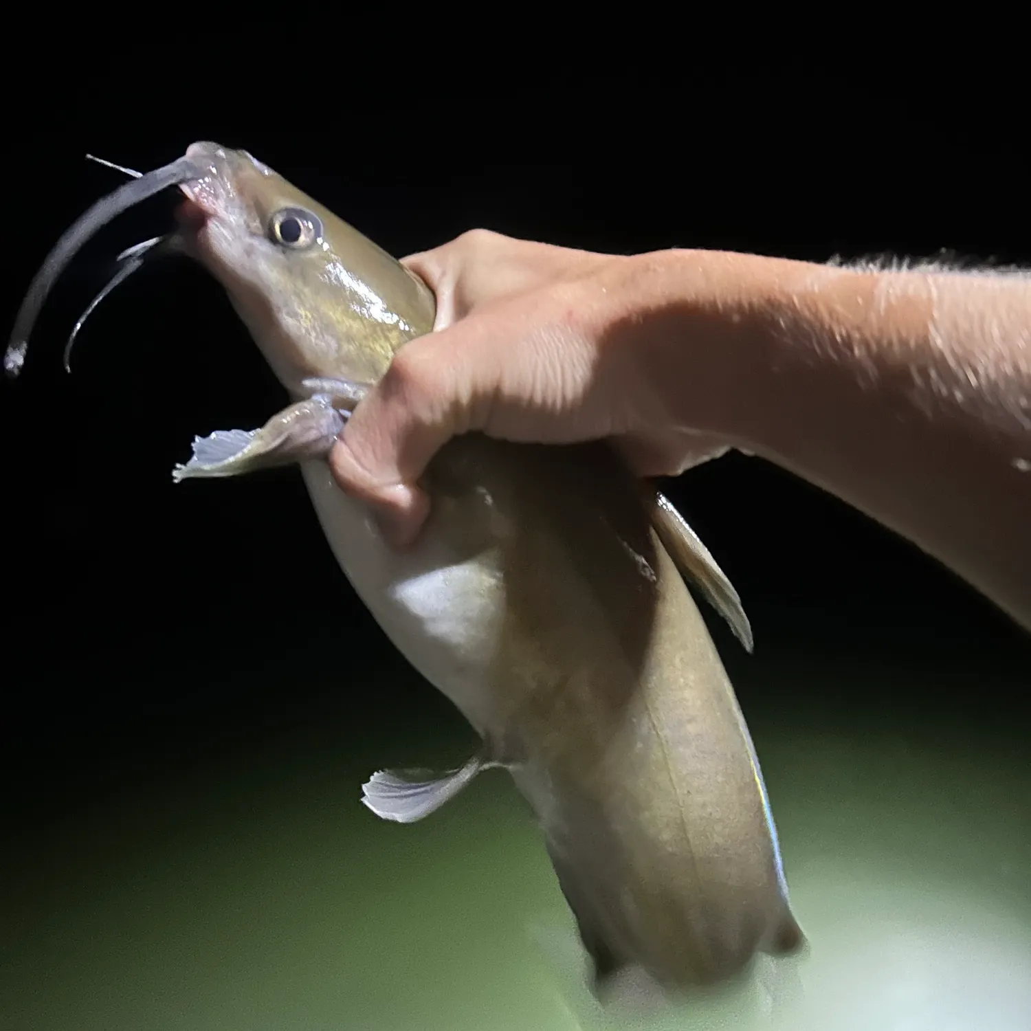 Channel catfish caught on Fishbrain