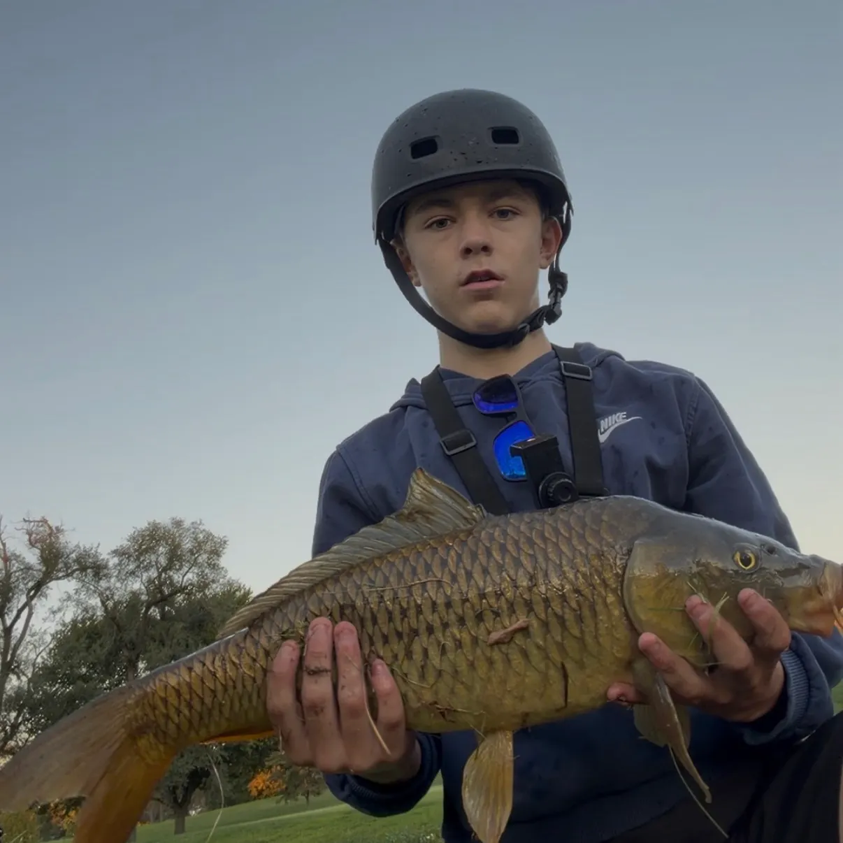 Common carp caught on Fishbrain