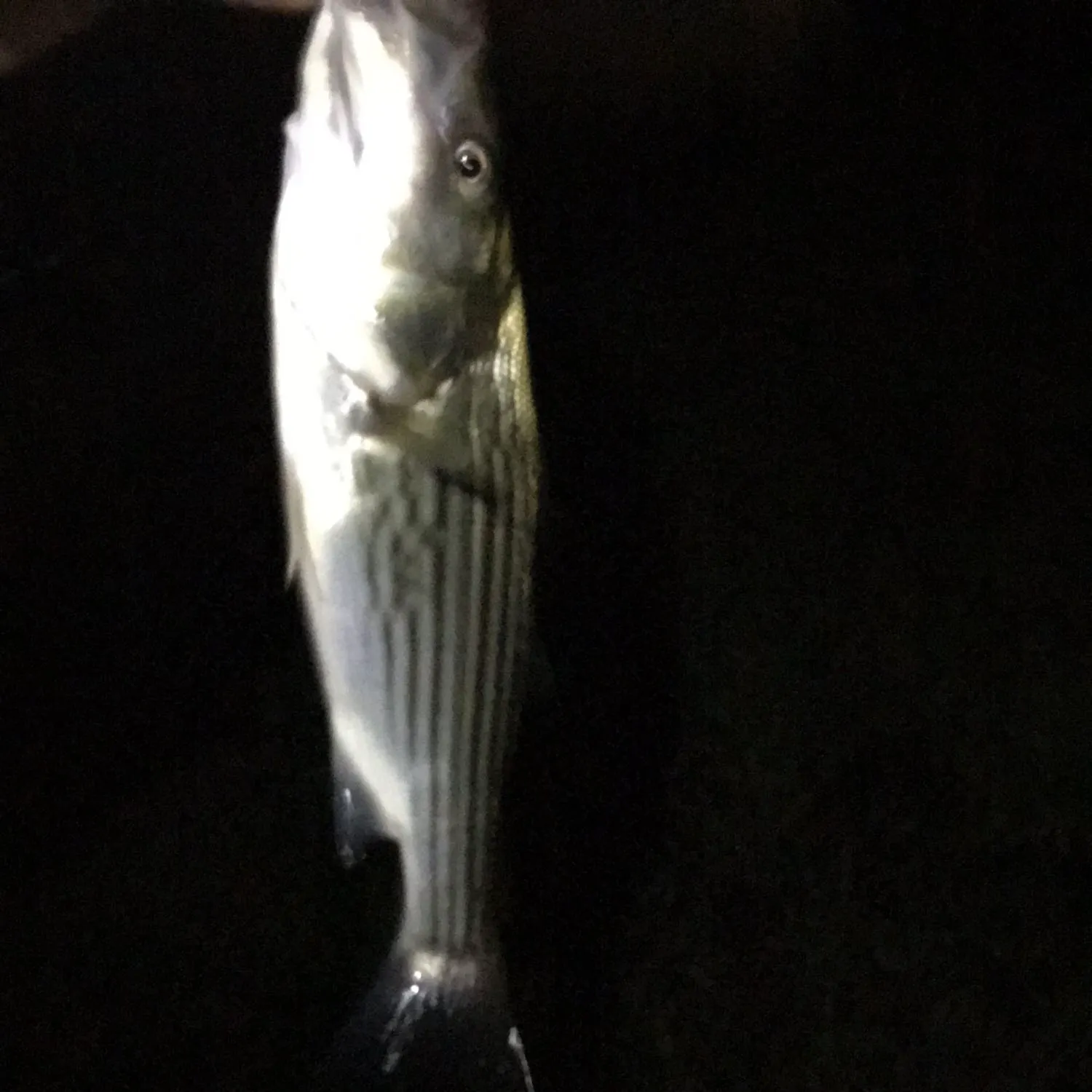 Striped bass caught on Fishbrain