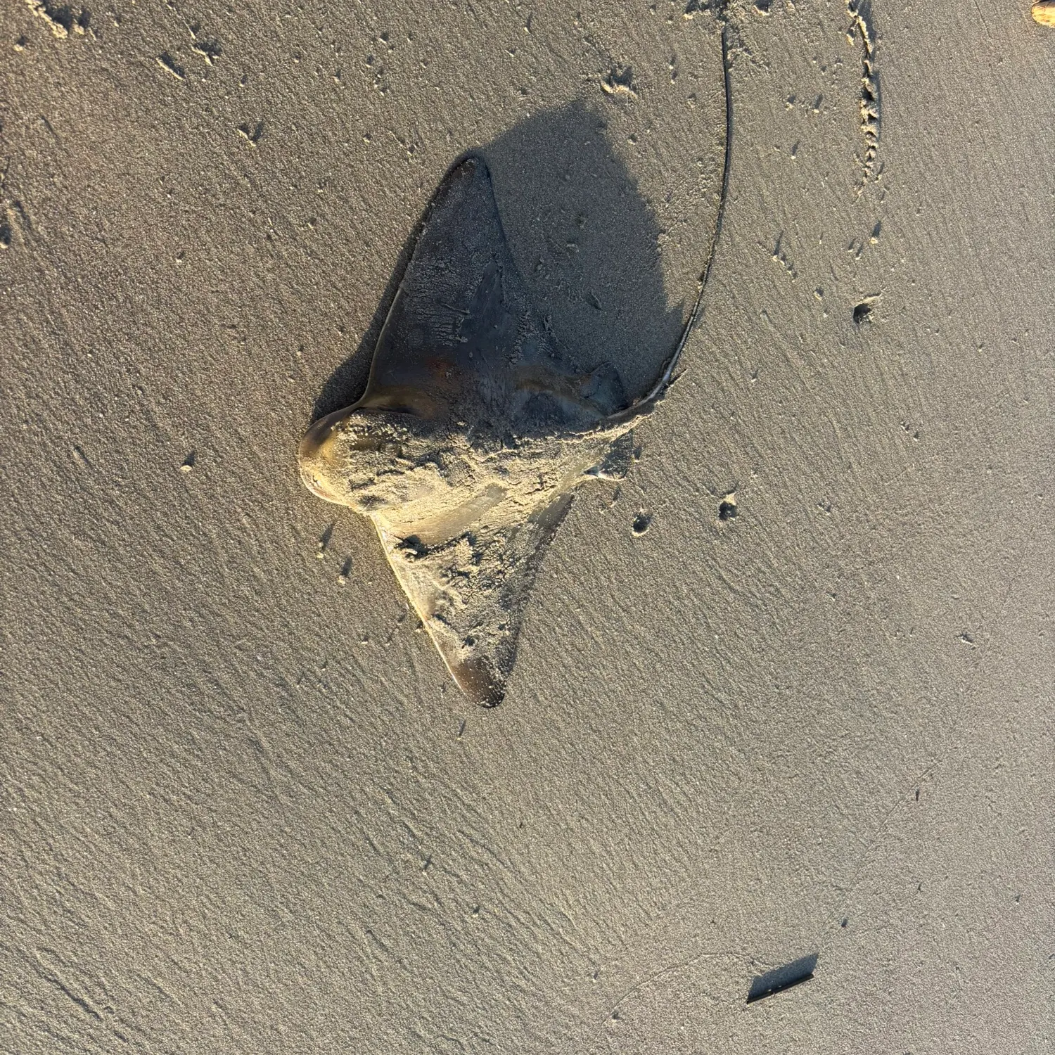 The most recent Bat eagle ray catches on Fishbrain