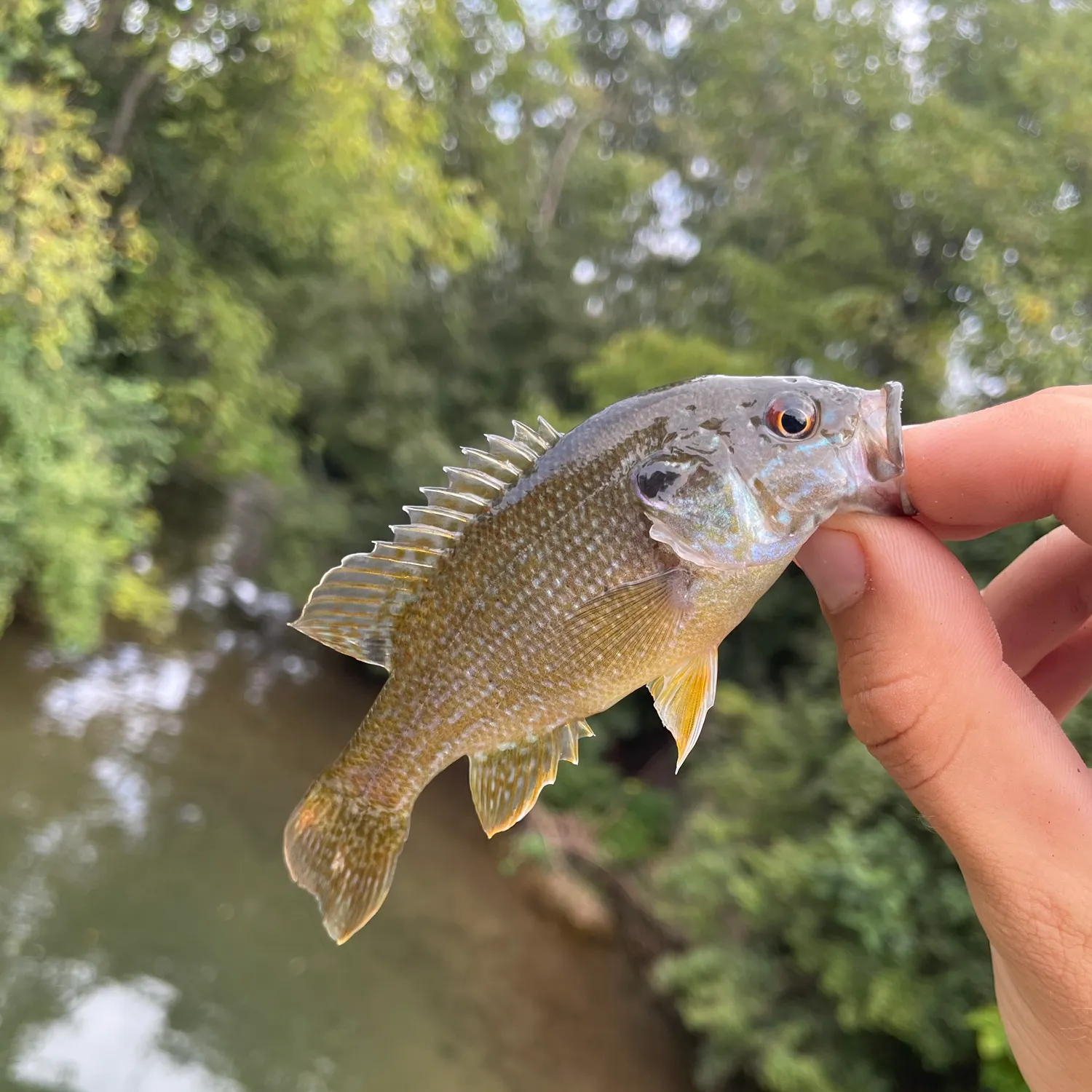 Green sunfish caught on Fishbrain