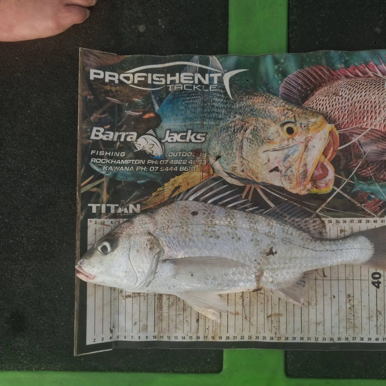 The most recent Javelin grunter catches on Fishbrain