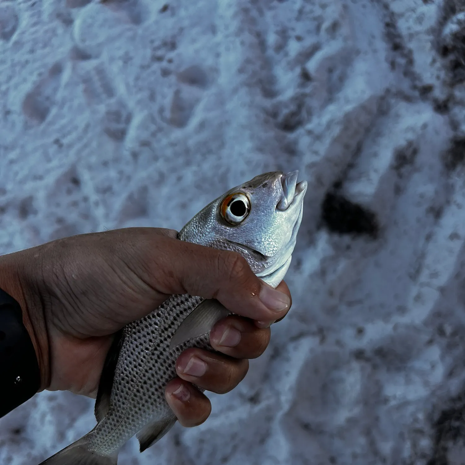 White grunt caught on Fishbrain