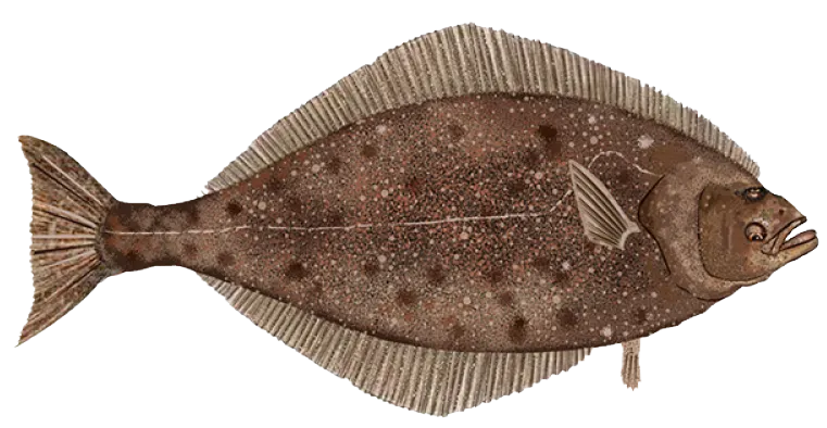 Pacific halibut