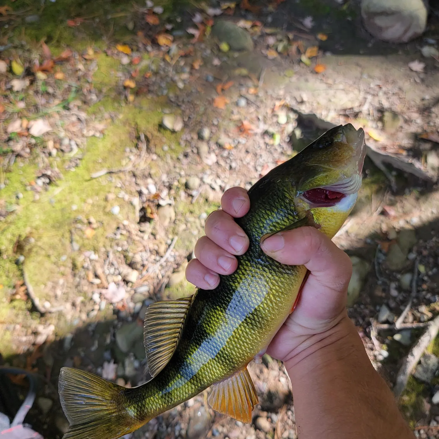Yellow perch caught on Fishbrain