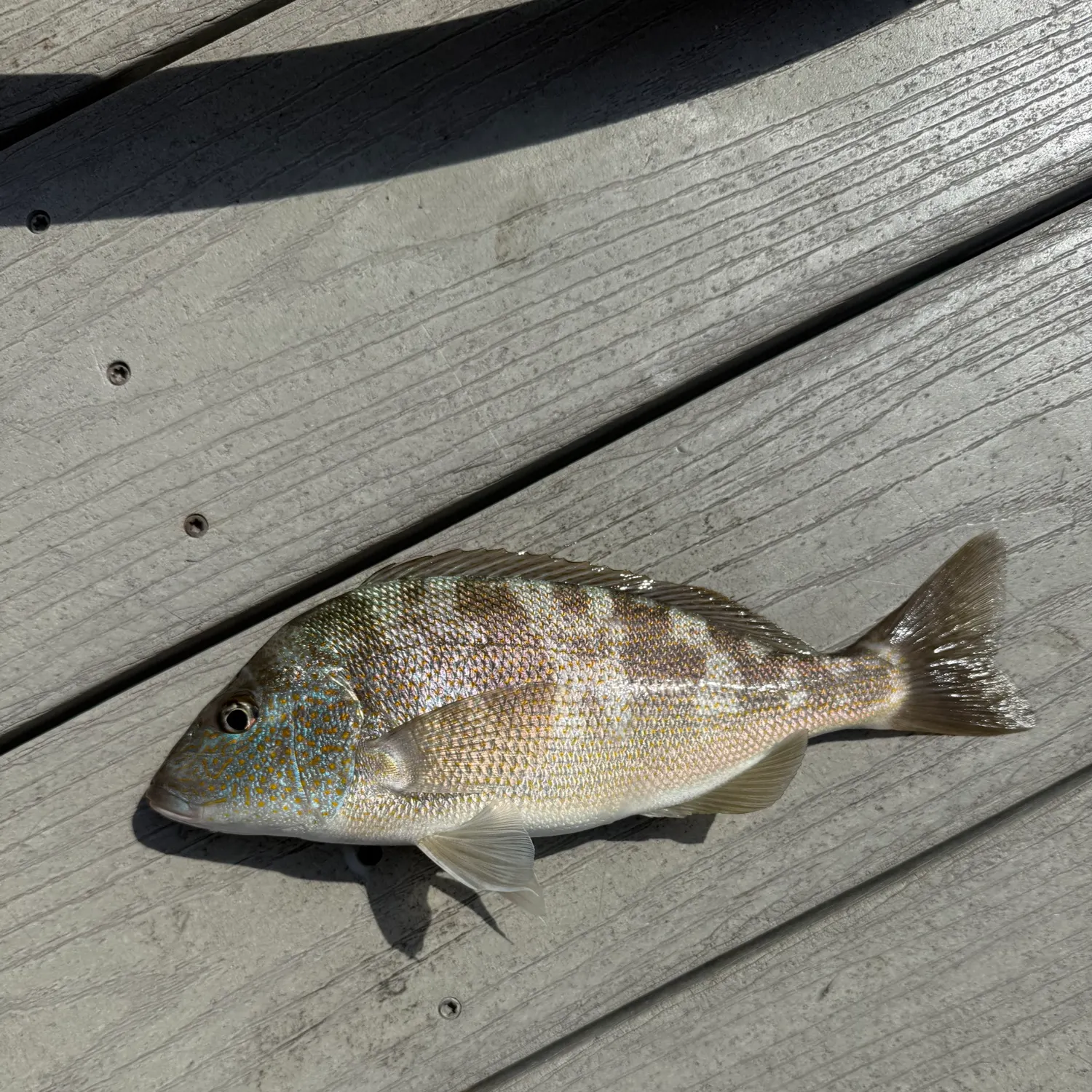 The most recent Pigfish catches on Fishbrain