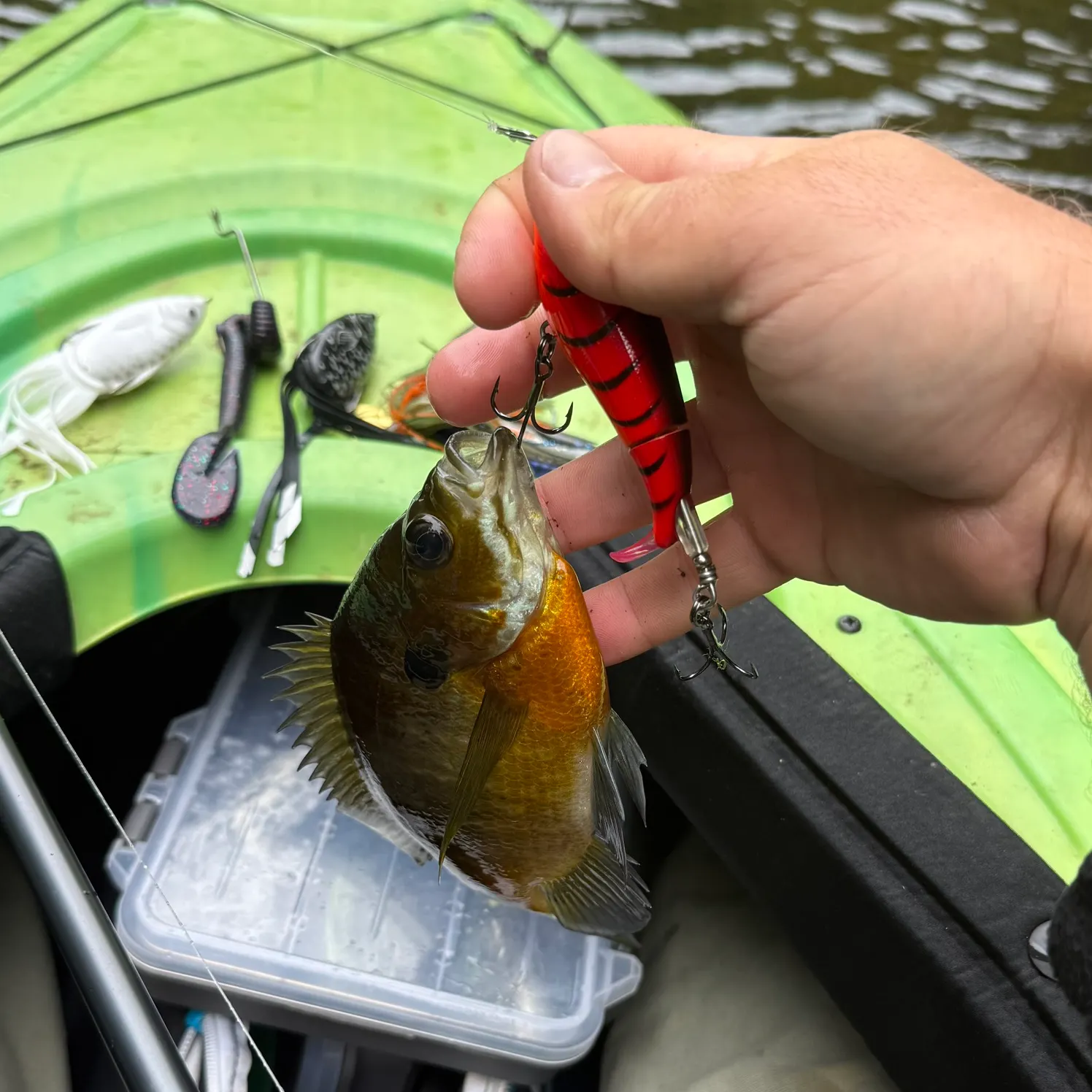 Bluegill caught on Fishbrain