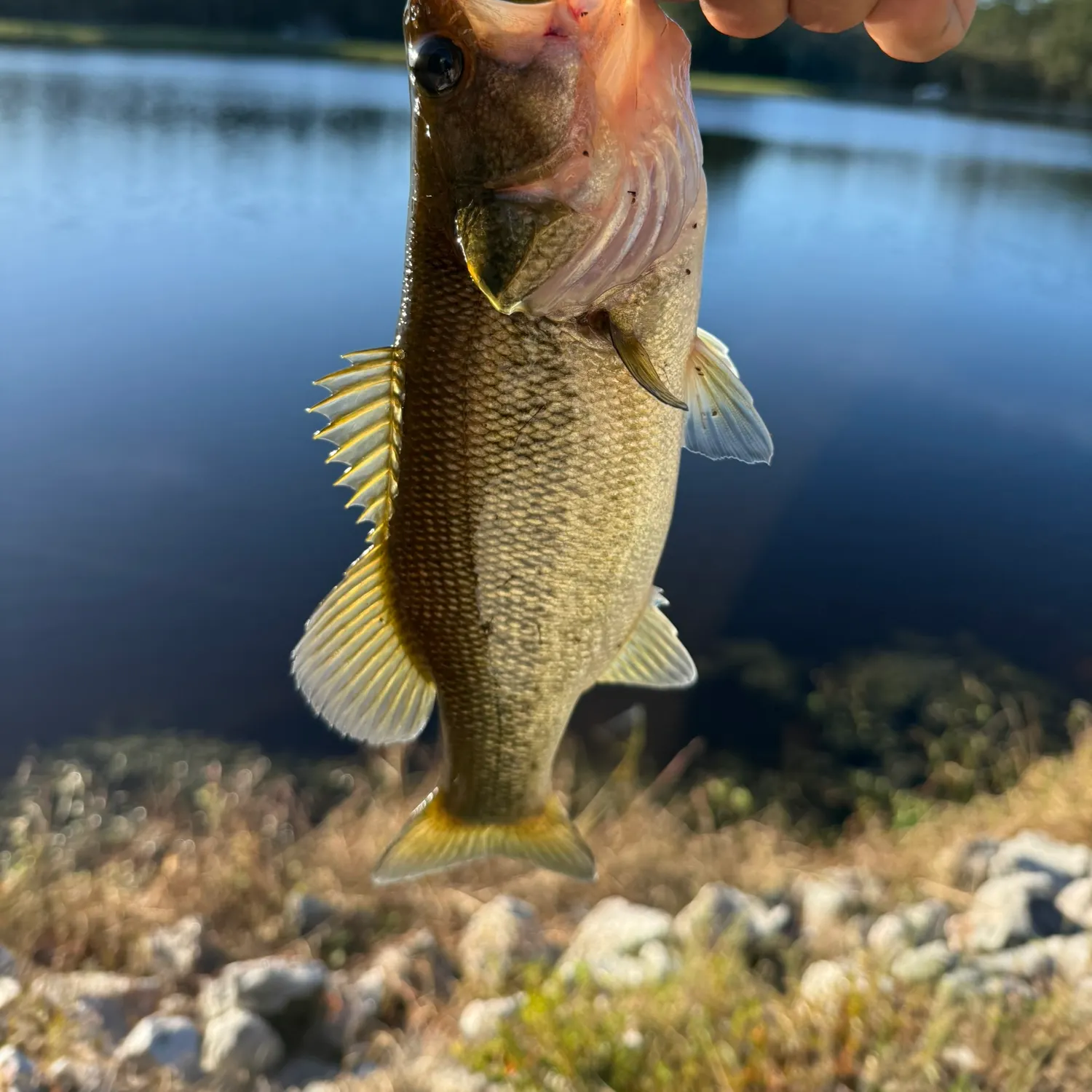 Fish caught on Fishbrain