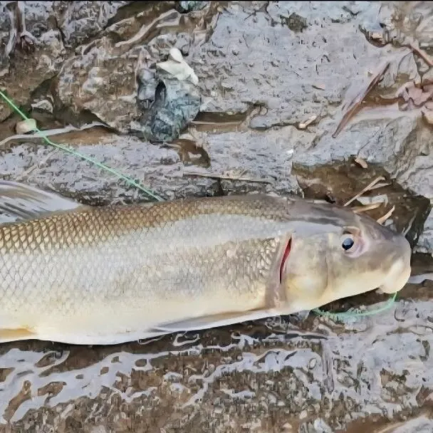 Largescale sucker caught on Fishbrain