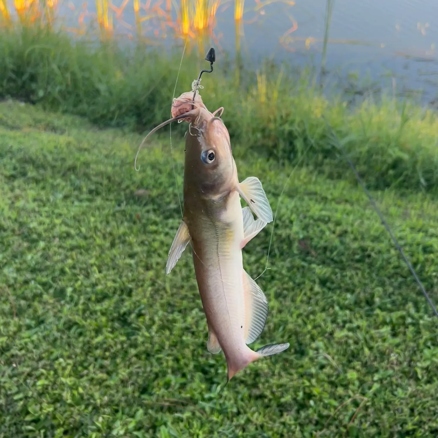 Channel catfish caught on Fishbrain