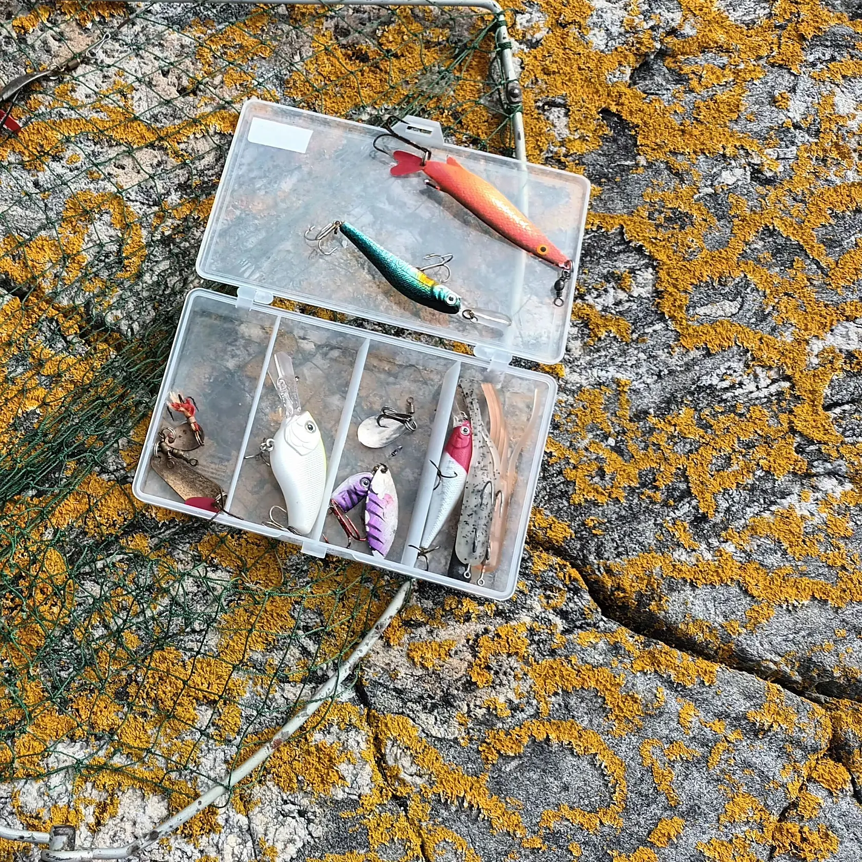 The most recent European garfish catches on Fishbrain