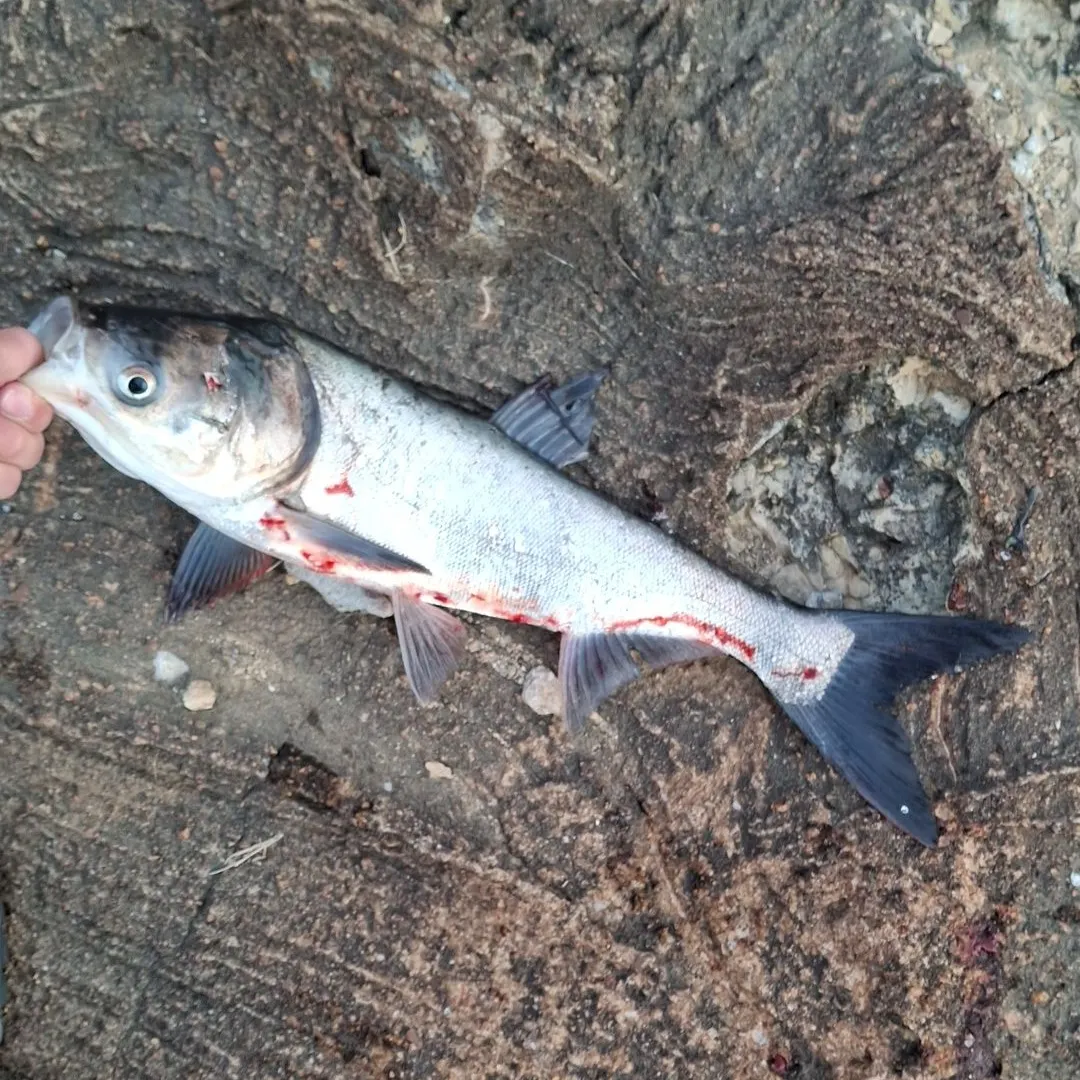 The most recent Silver carp catches on Fishbrain