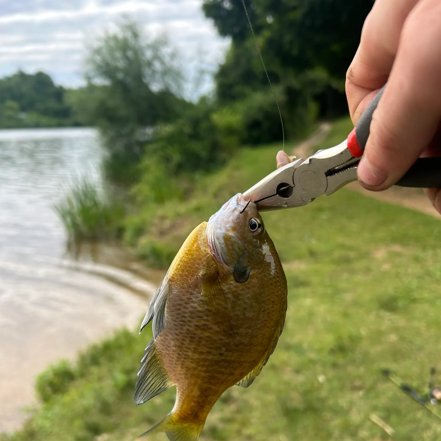 catch