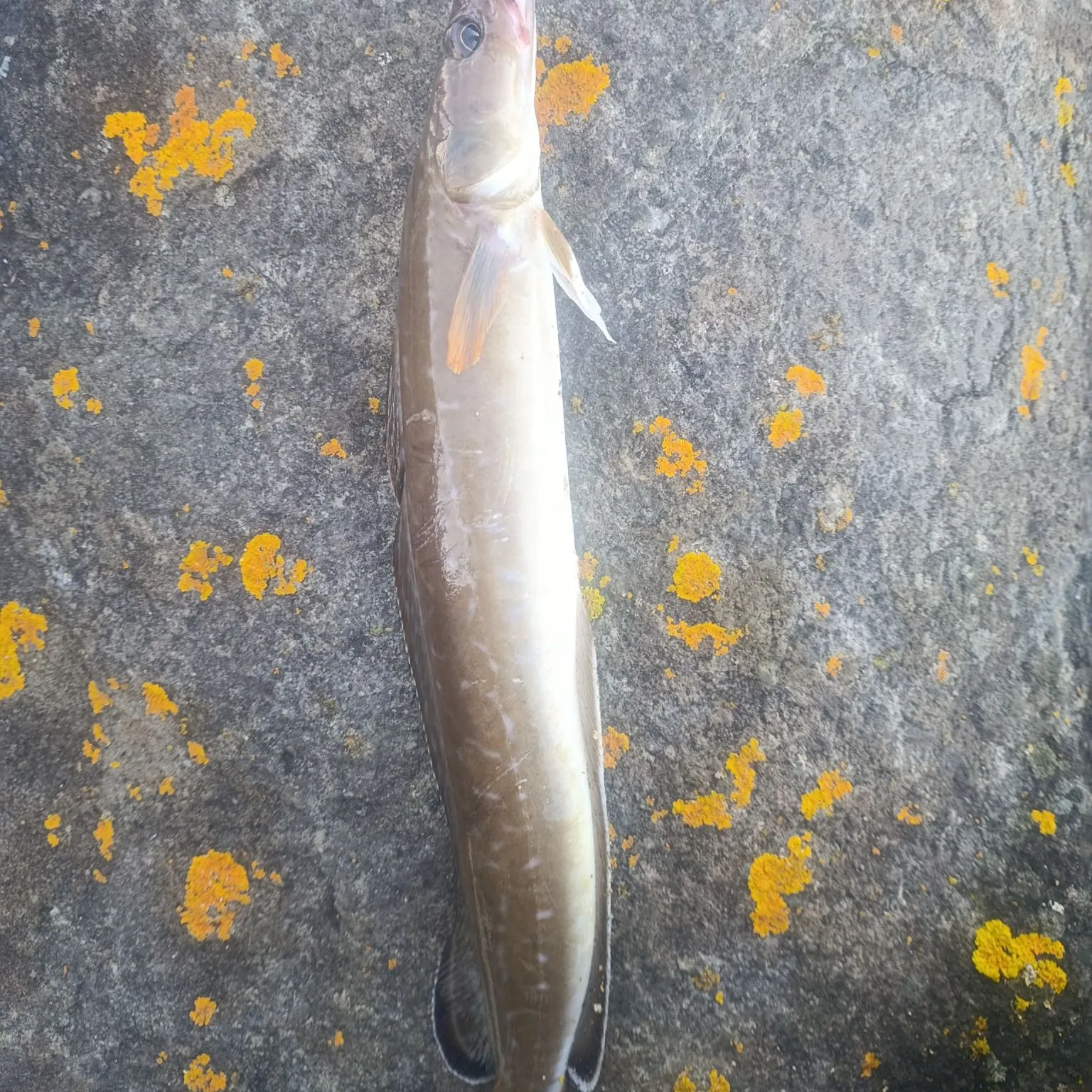 The most recent Common ling catches on Fishbrain