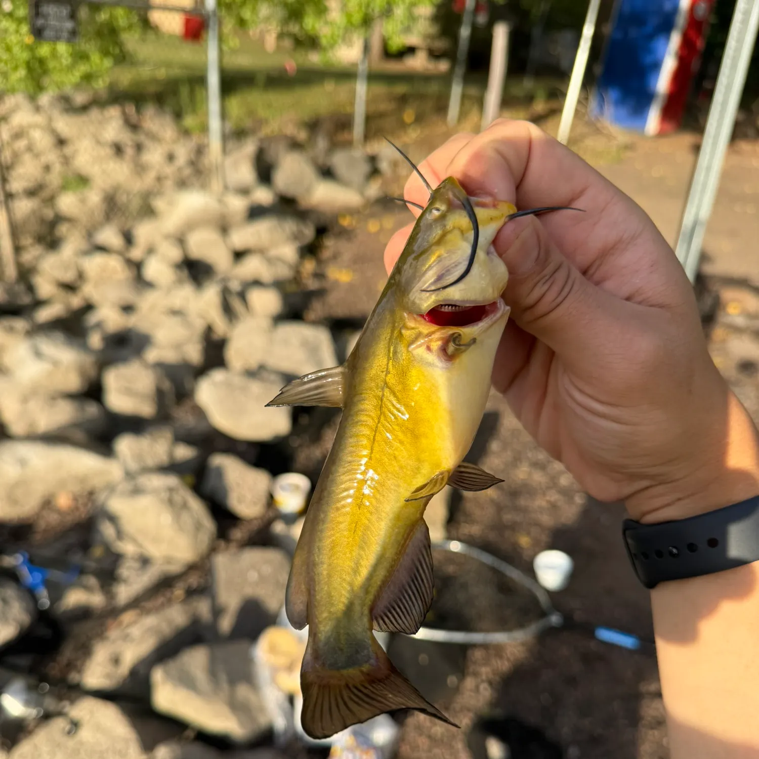 Yellow bullhead caught on Fishbrain