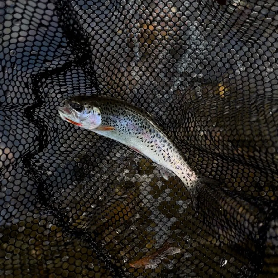 The most recent Coastal cutthroat trout catches on Fishbrain