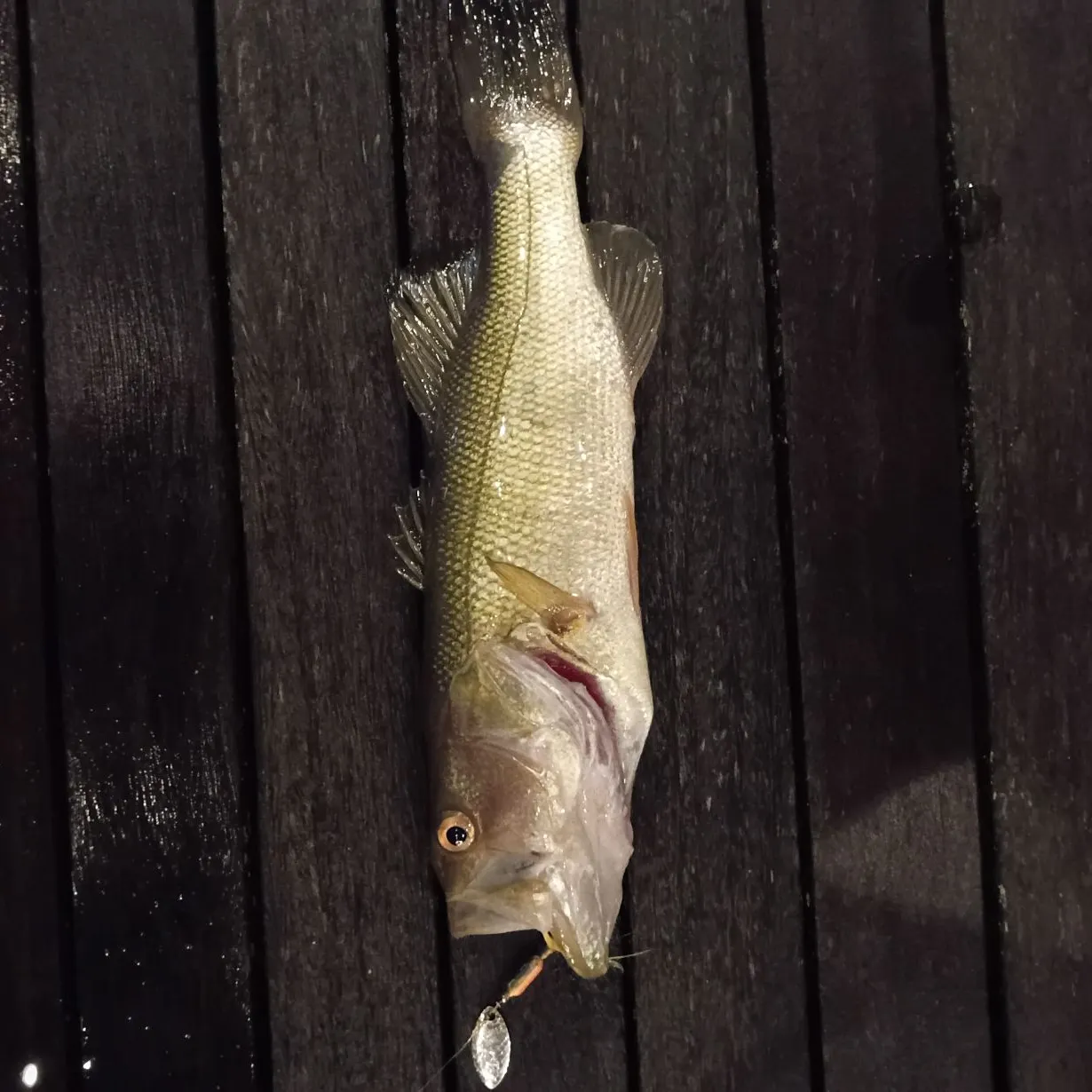 Largemouth bass caught on Fishbrain