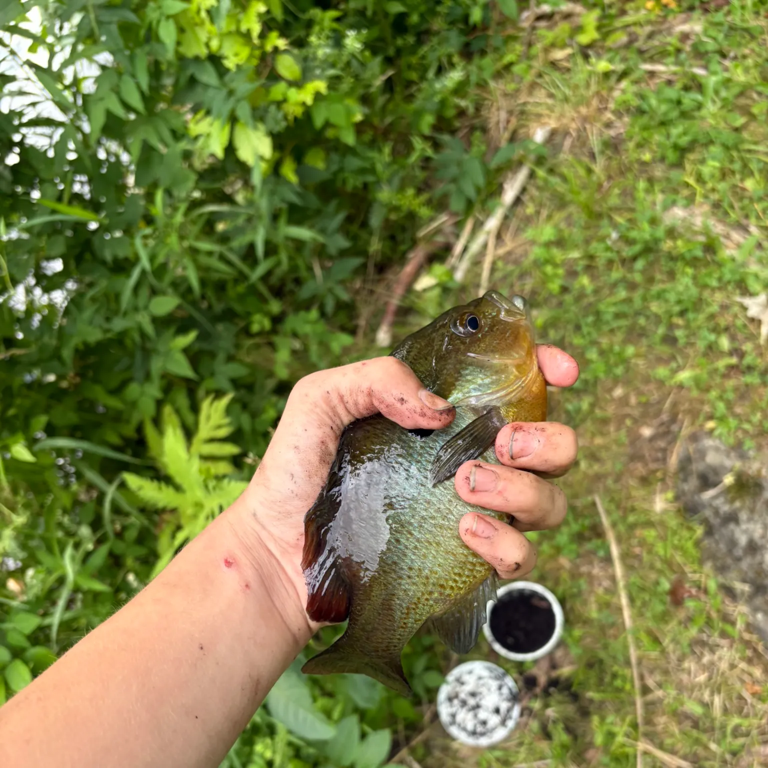 catch