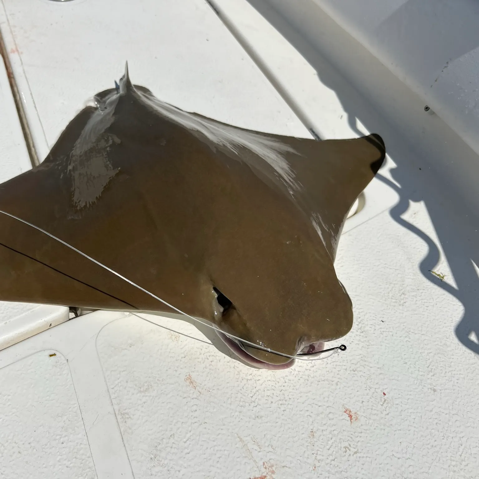 The most recent Cownose Ray catches on Fishbrain