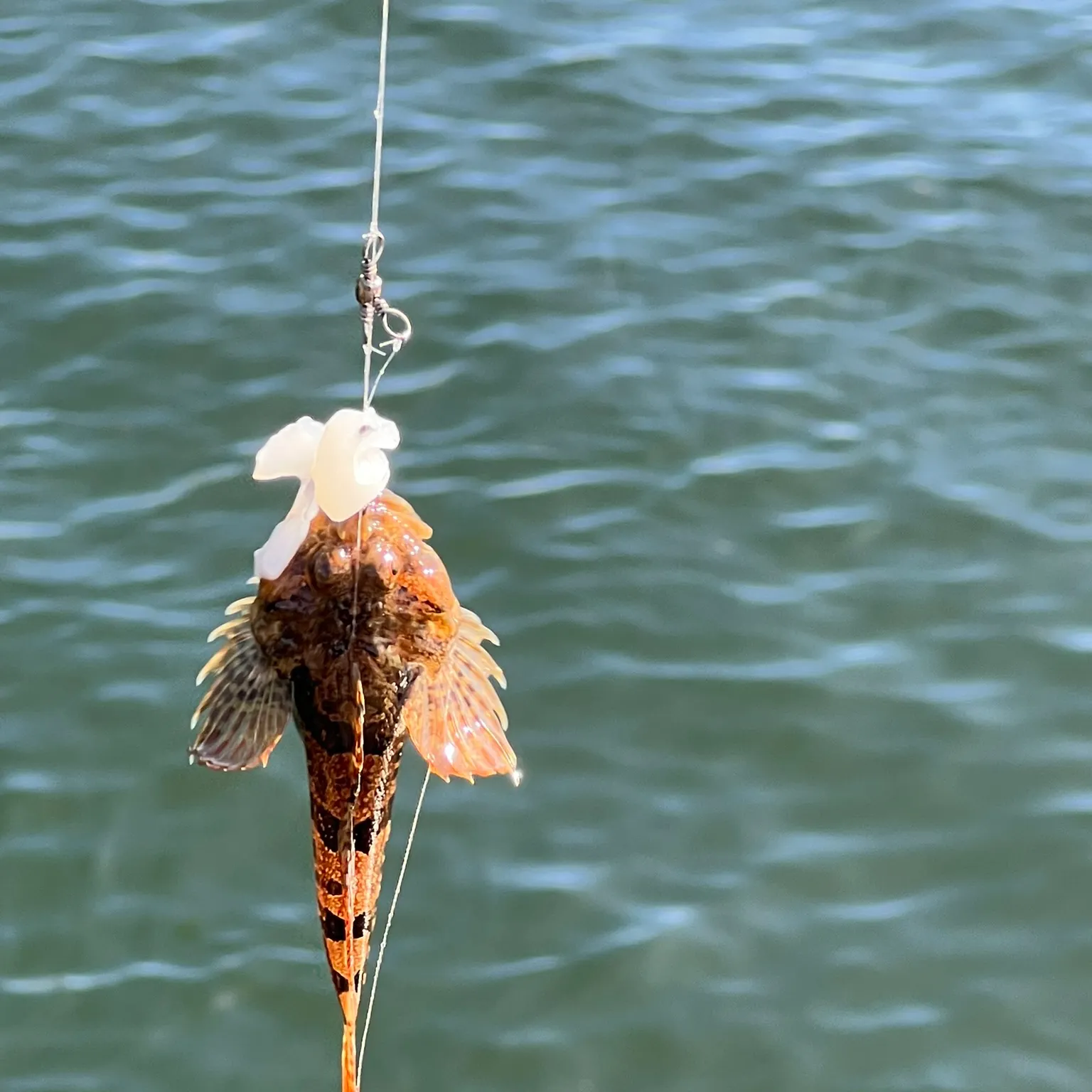 The most recent Spinyhead sculpin catches on Fishbrain