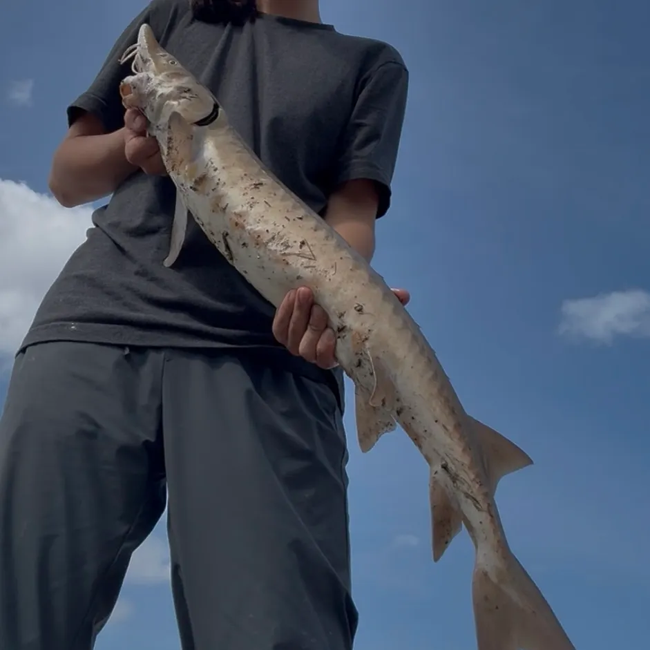 Lake sturgeon caught on Fishbrain