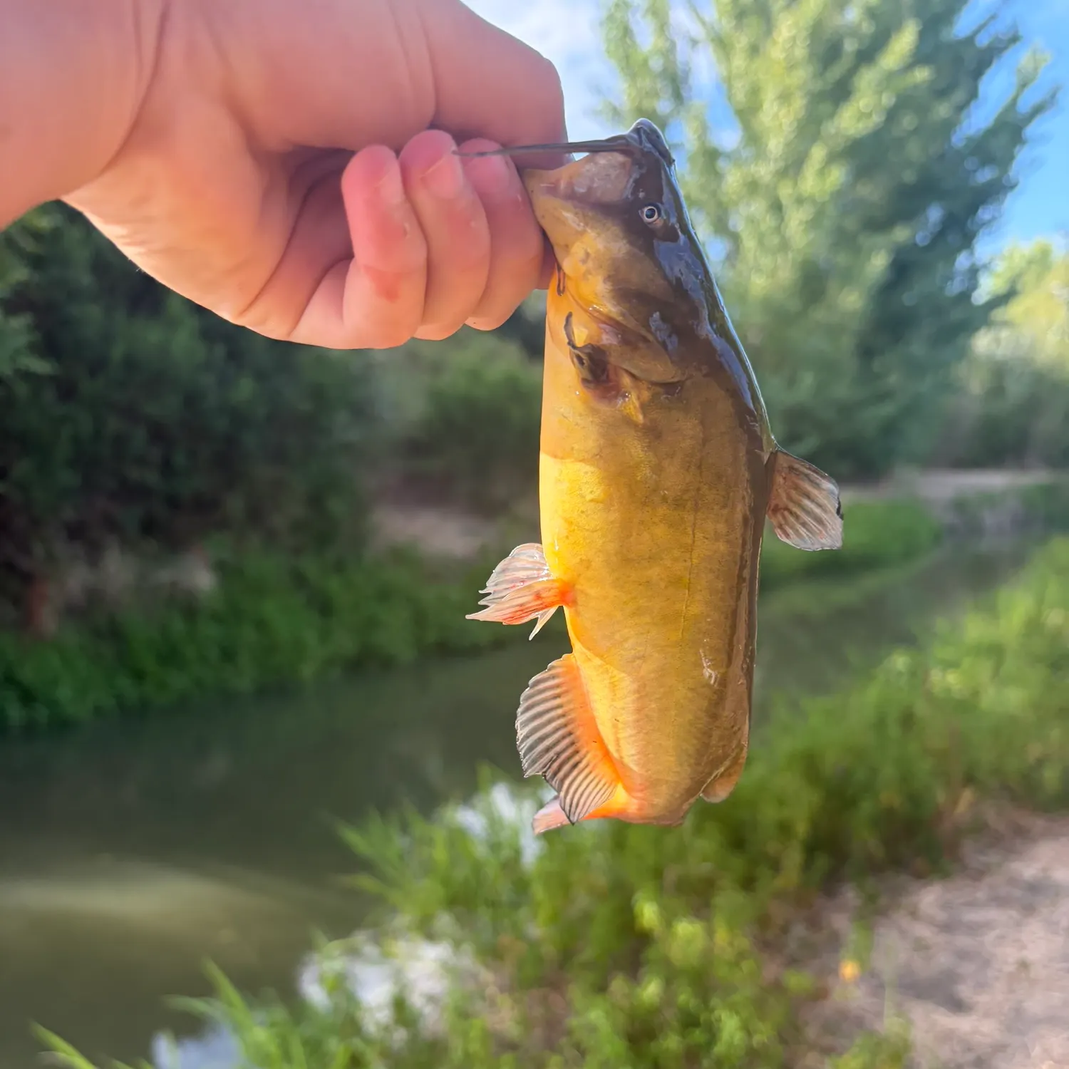 catch