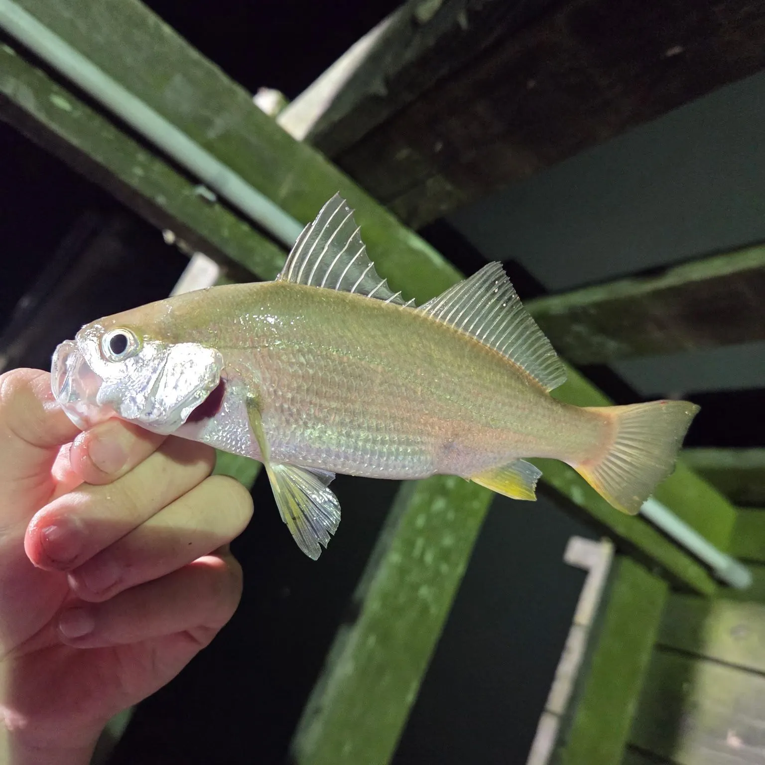 Silver perch caught on Fishbrain