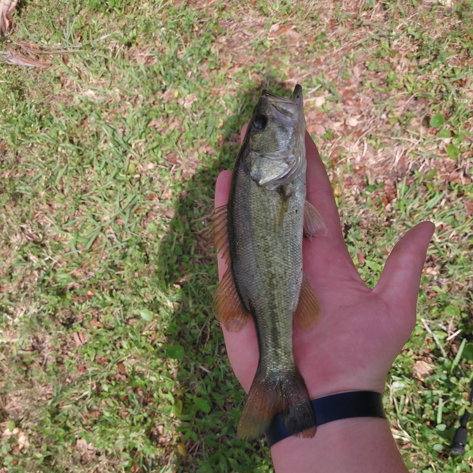 The most recent F1 bass catches on Fishbrain