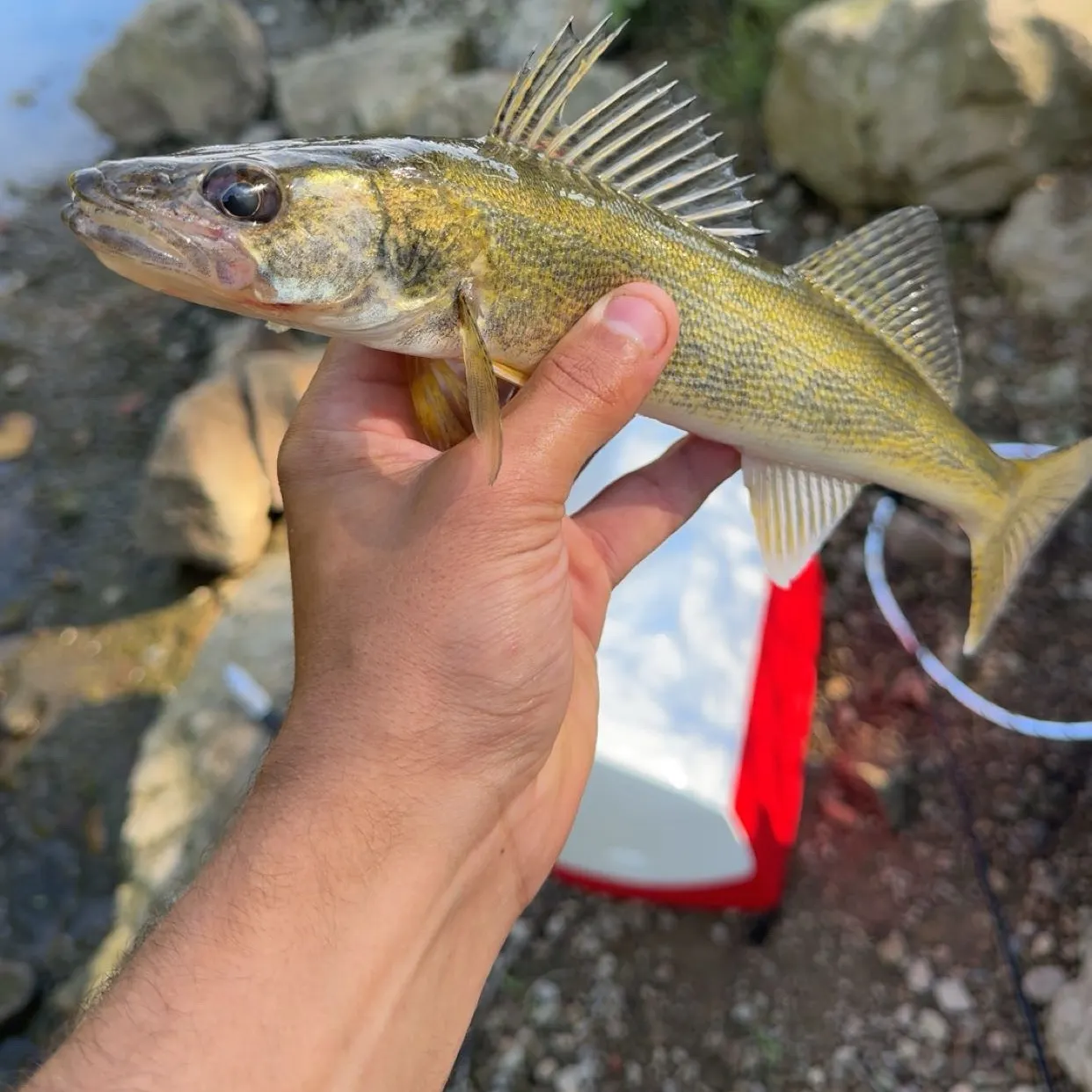 Saugeye caught on Fishbrain