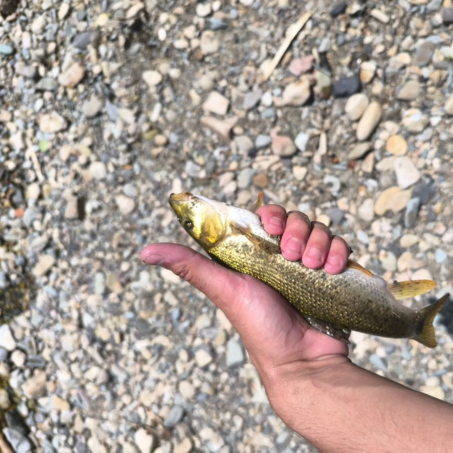 The most recent Mediterranean barbel catches on Fishbrain